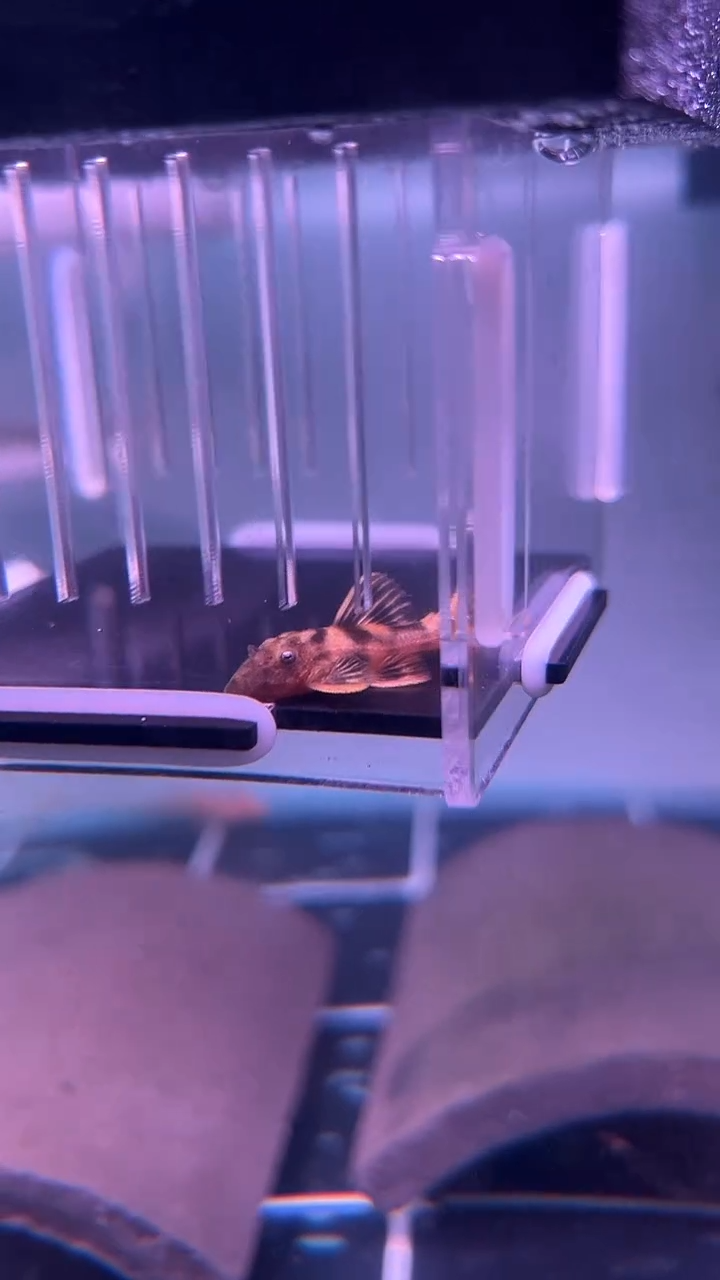 清道夫鱼W****99-052 025一条