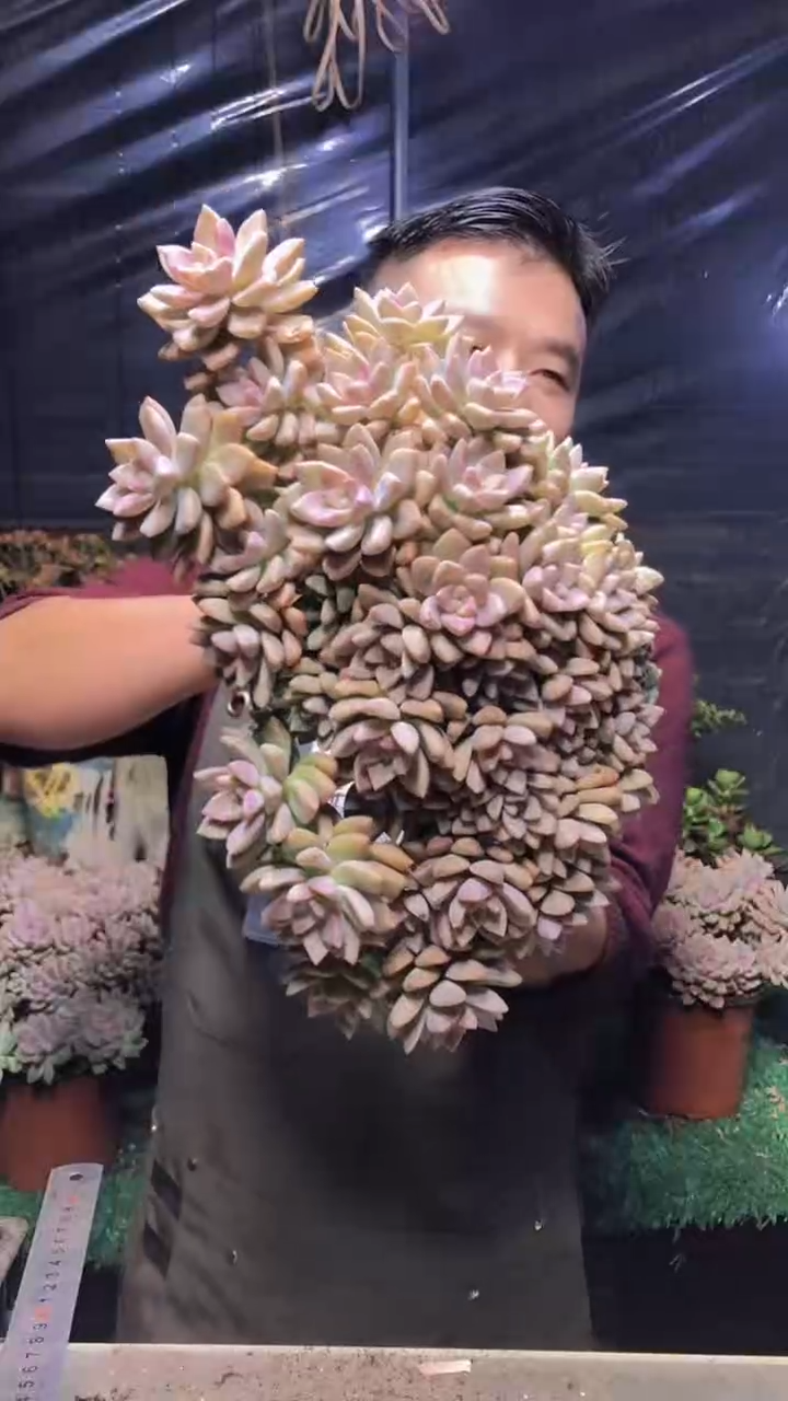 192淡雪缀化（一物一拍）