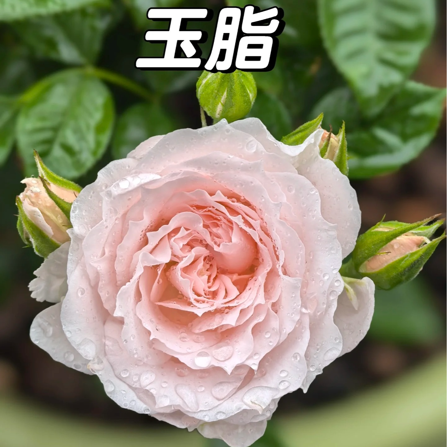 （月季）玉脂棒棒糖一加仑 庭院阳台 多季开花机器 带盆带土