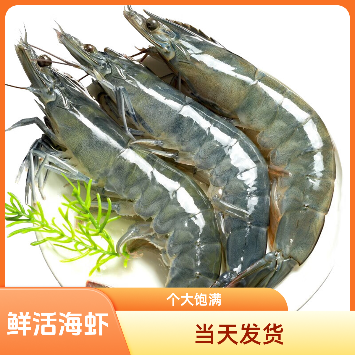 鲜活基围虾 海虾 约250g/500g 鲜活发货收货有个别睡着的是正常的