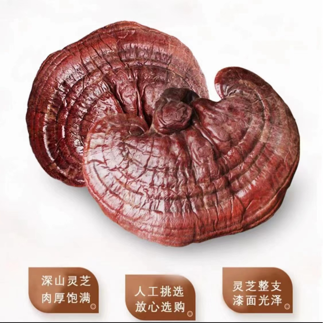 长白山 灵芝 整只灵芝 适合泡酒