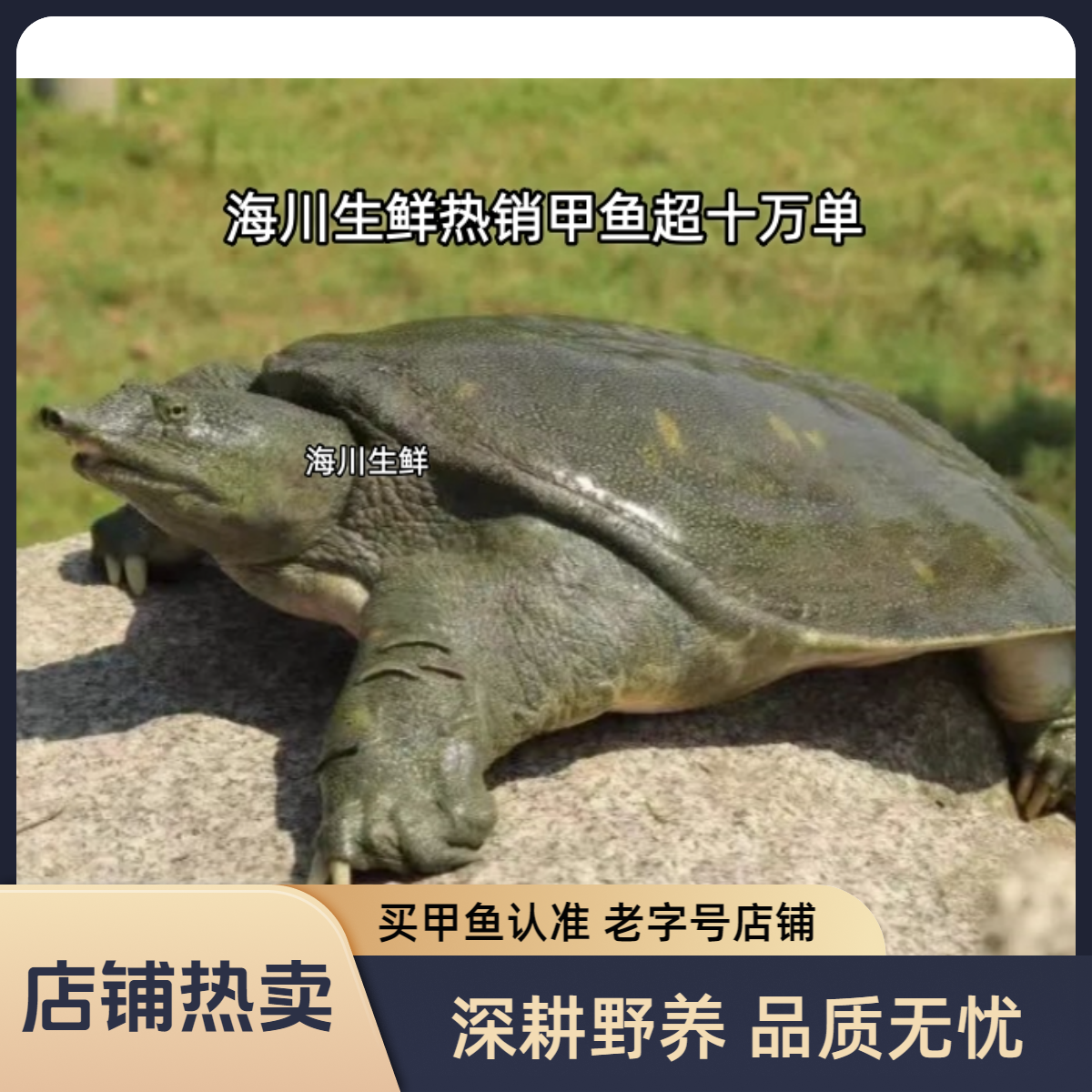 外塘青黄背白底仿野可食用鲜活甲鱼买2送1