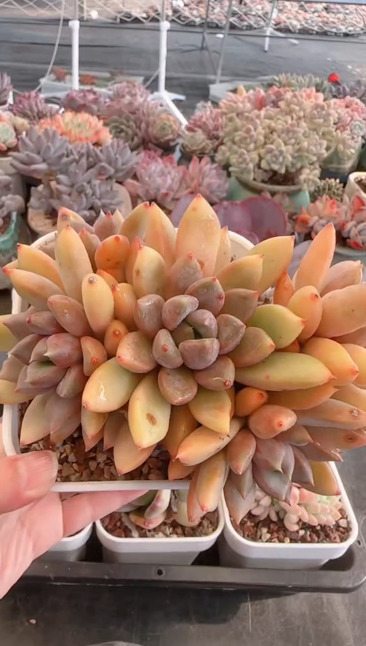 【闪购商品】6371红象牙