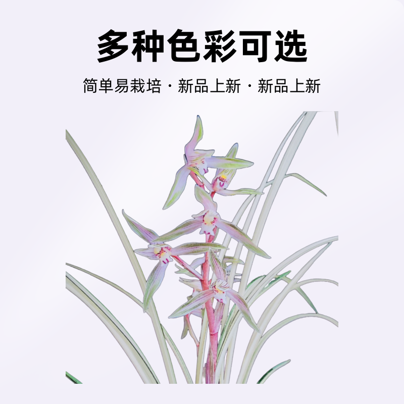 兰花素材（直播间一物一拍）