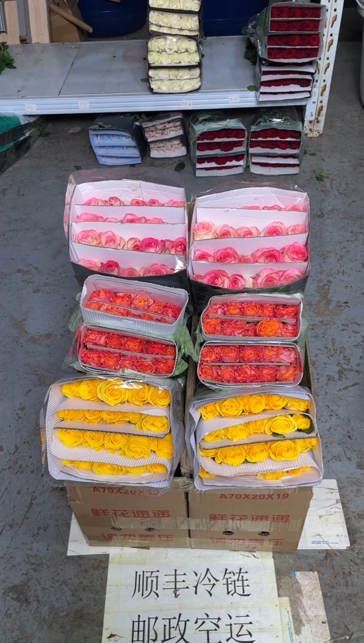 金枝20枝+火灵鸟20枝+艾沙20枝