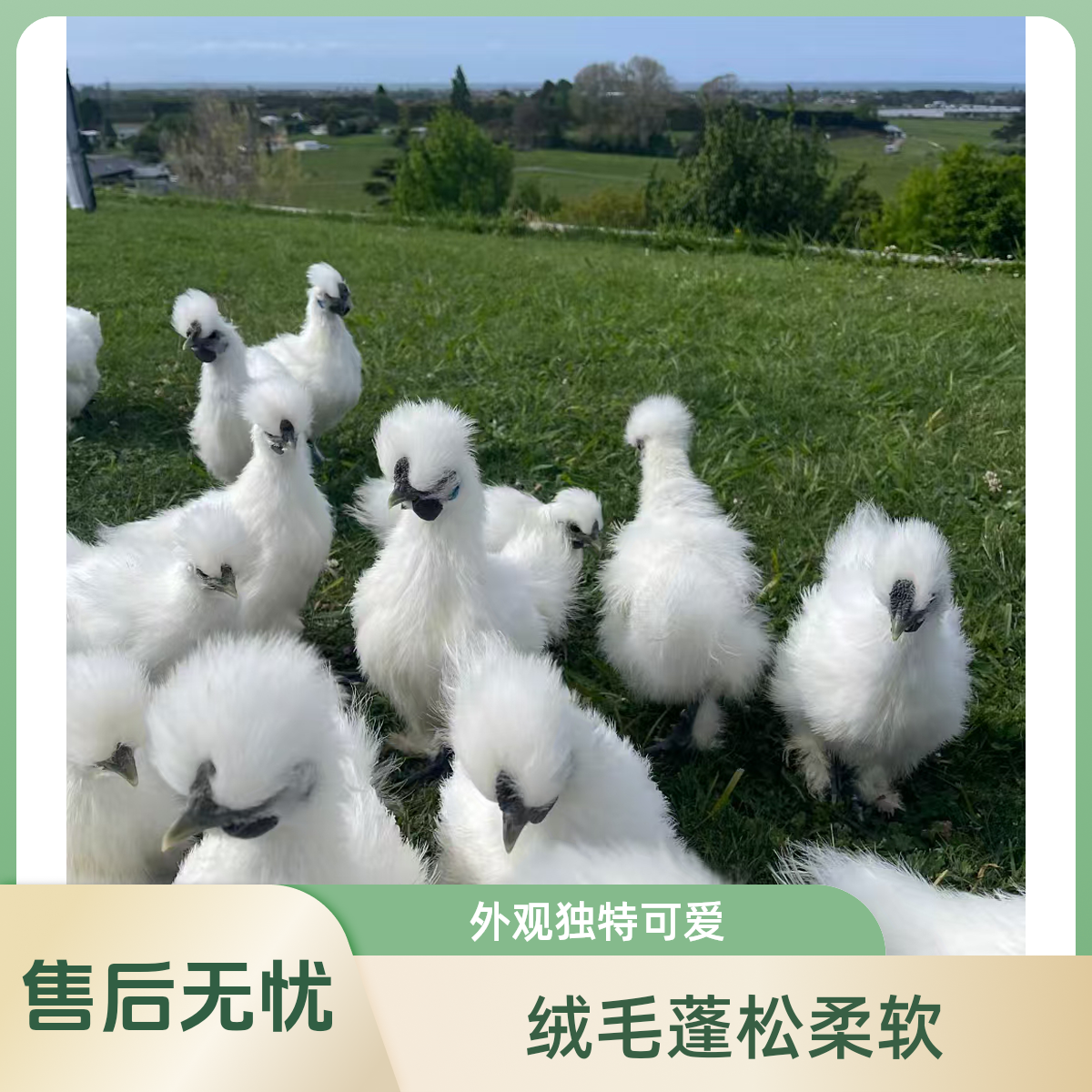 新疆阜康散养乌鸡现宰净膛煲汤 包冰率不含冰