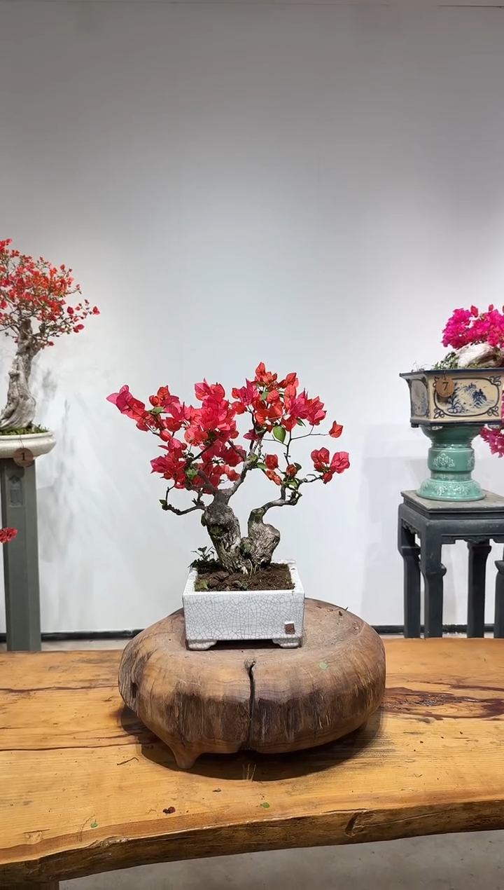 完全开放文*火焰山三角梅