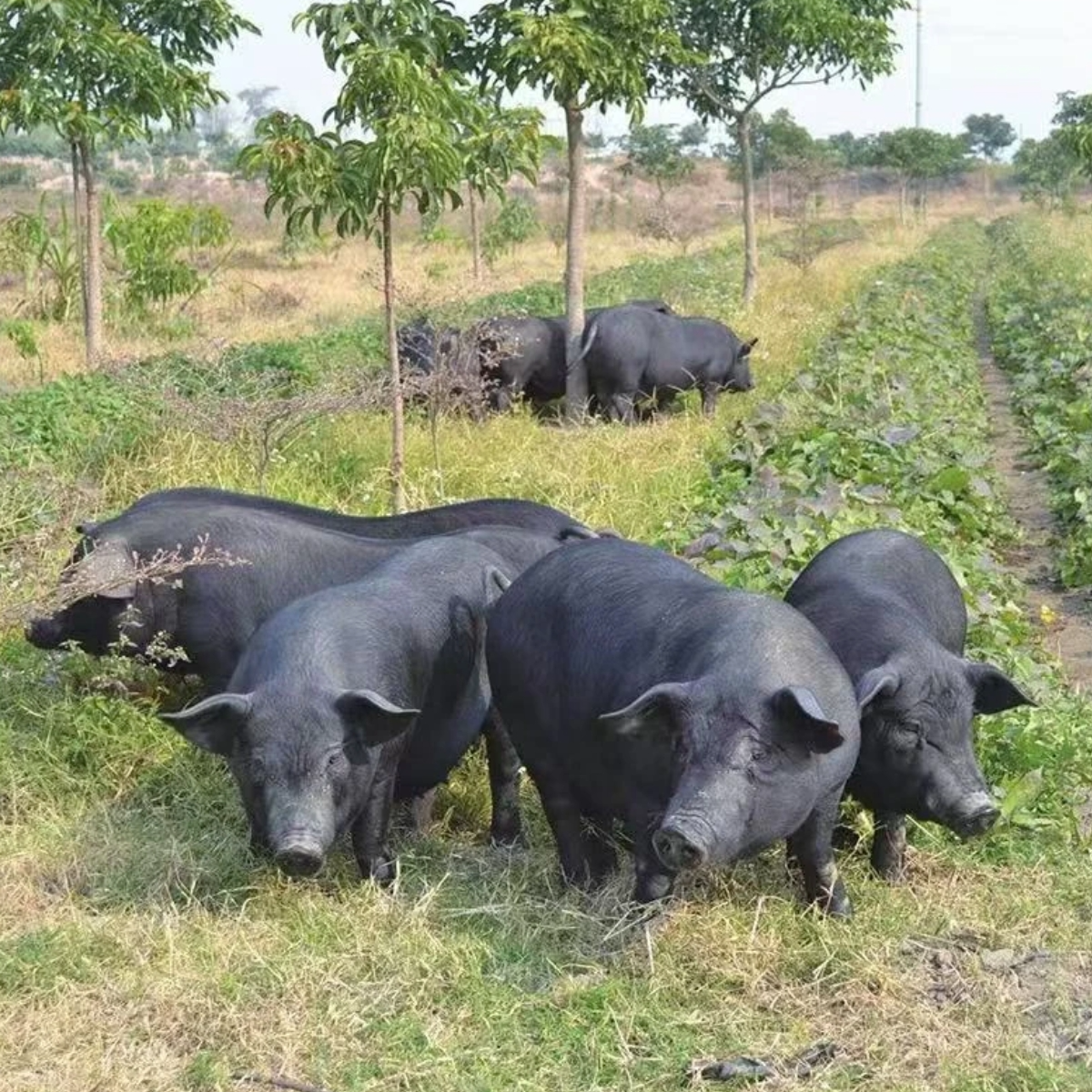 【一物一拍】二号现场称重农家乡村熟食喂养黑毛土猪