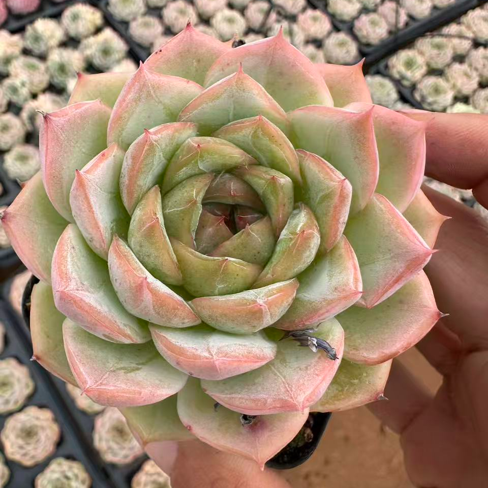 7#雪茄中秋宠粉版多肉植物 前男友精品多肉 SM1377