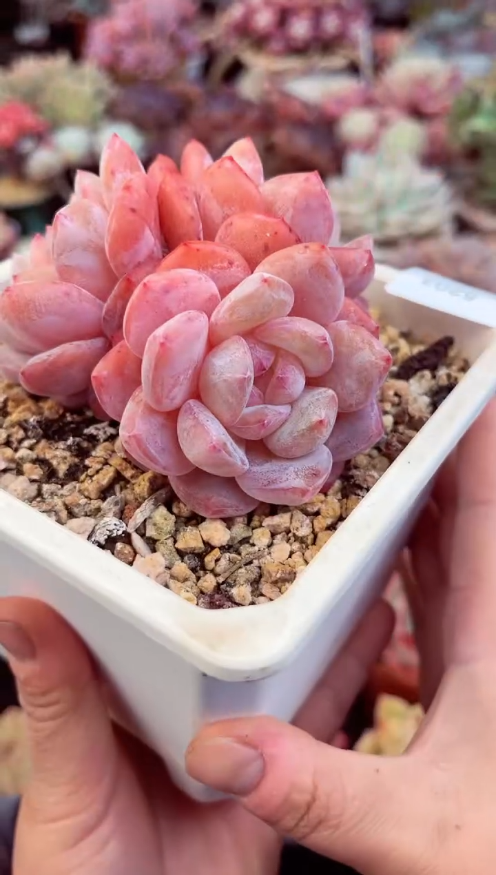 【闪购商品】5203三头韩橙多肉