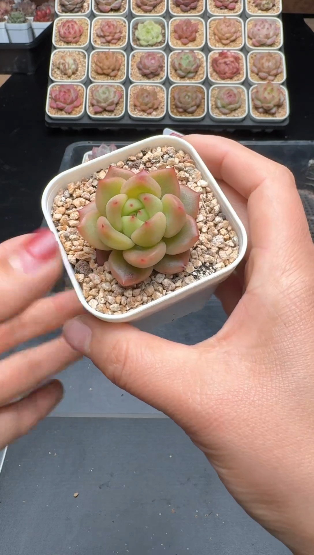 【闪购商品】932号 珍妮杂交多肉 花卉植物