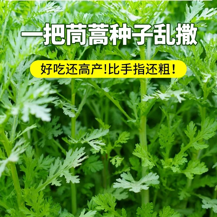 小叶茼蒿种子大叶茼蒿种籽四季天气菜种孑苗各种春播蔬菜籽种大全