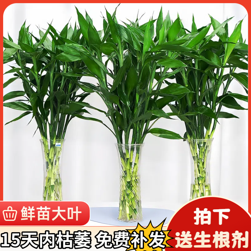 富贵竹水培植物室内客厅转运竹龙竹观音竹办公室桌面绿植四季盆栽