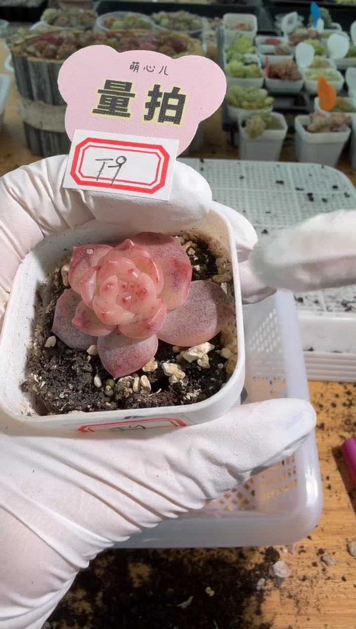 T9 五方一盆 量拍混发