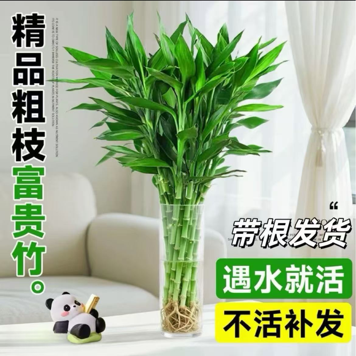 【水培富贵竹】富贵竹水养客厅带根盆栽土招财大宽叶富贵竹粗竹加粗