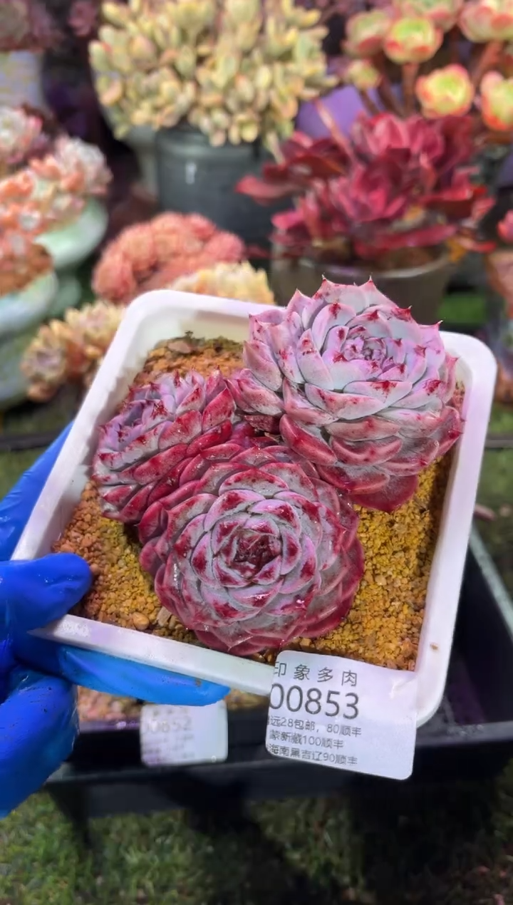 【闪购商品】00853