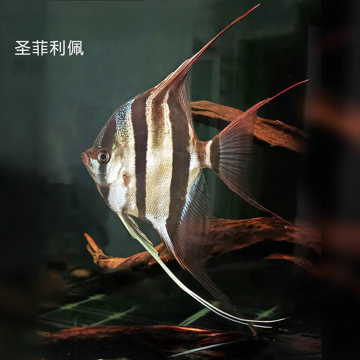 观赏鱼神仙鱼 圣菲利佩阿塔神仙埃及秘鲁神仙鱼