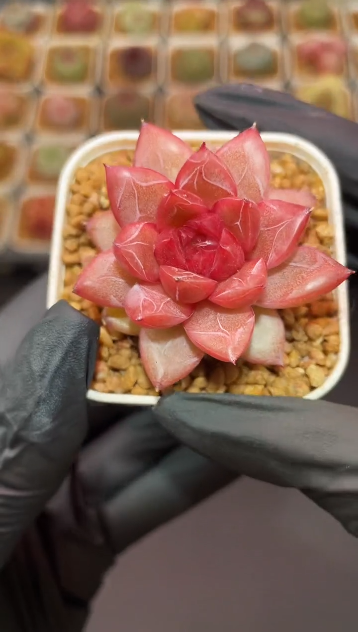 闪购015 山鬼系列多肉一颗  3.5-4厘米