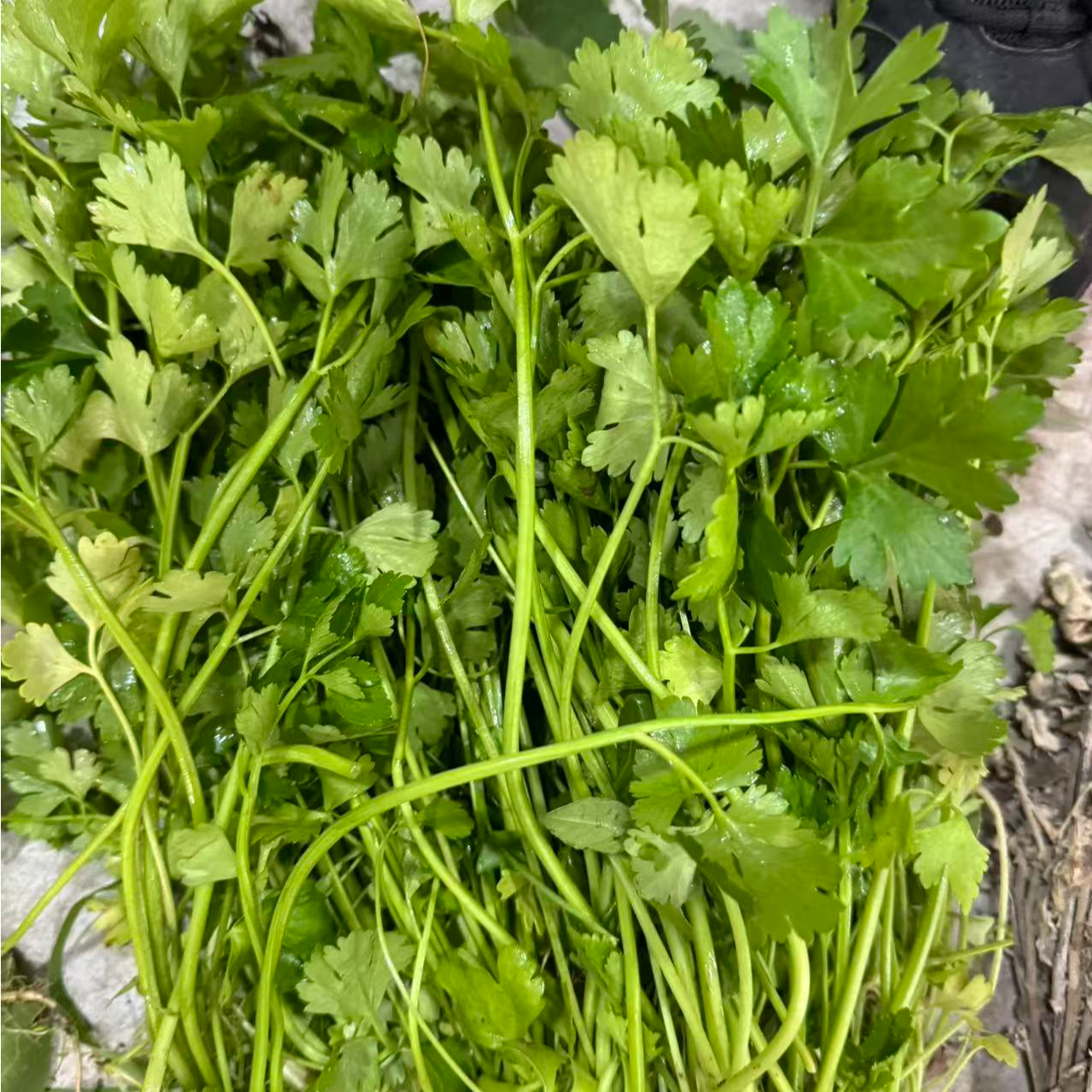 新鲜小香芹-农家自种 现摘现发