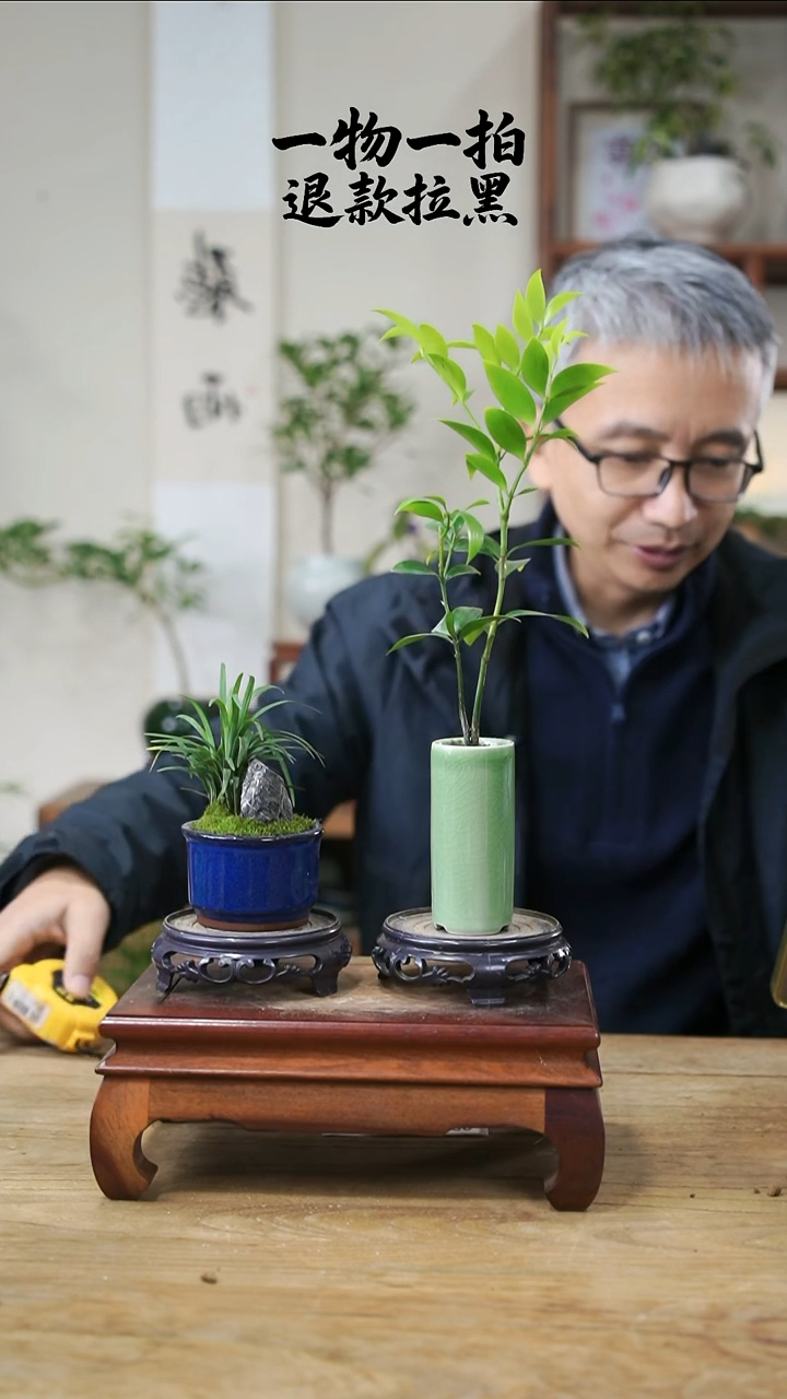 完全开放静***光玉龙草+竹柏118