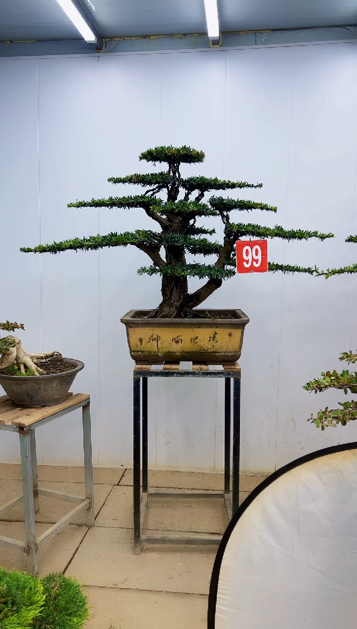 无花朵无****头一物一拍，所见即所得