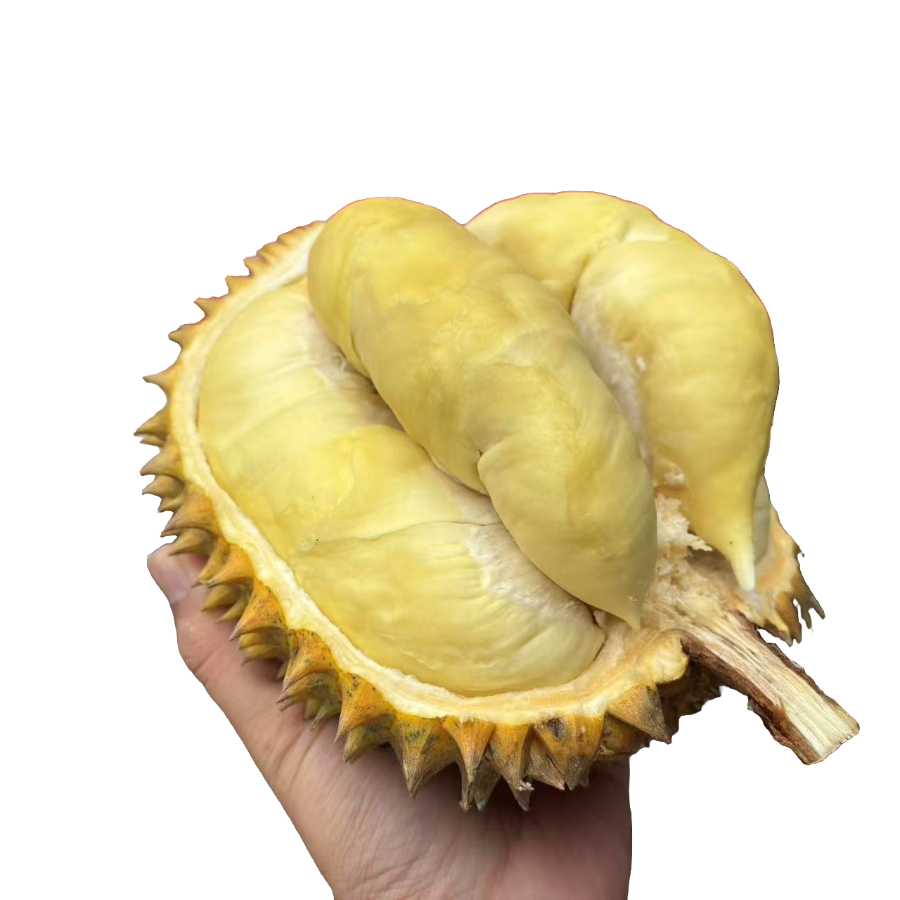新鲜泰国金枕榴莲3-8斤核小一物一拍榴莲同城送榴莲同城配金枕泰国