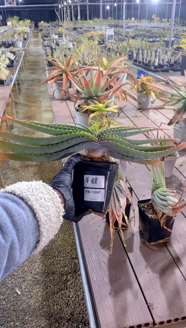 【闪购商品】推进器芦荟脱土FB-1297