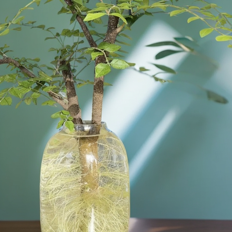 网红爆款水培小叶女贞与毛叶丁香室内绿植茶室客厅轻奢摆件