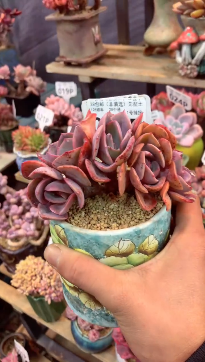 045P（一物一拍，精品多肉，所见即所得 ）