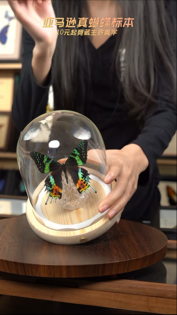 太阳蛾圣诞灯玻璃罩款