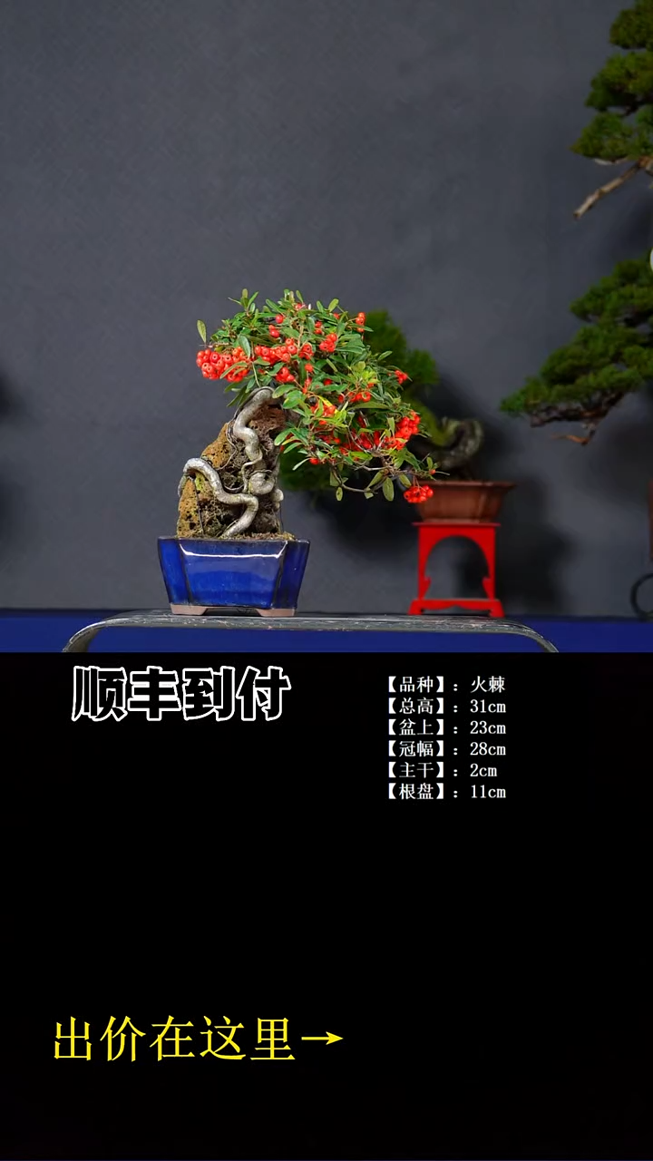 无花朵火棘buaboyou