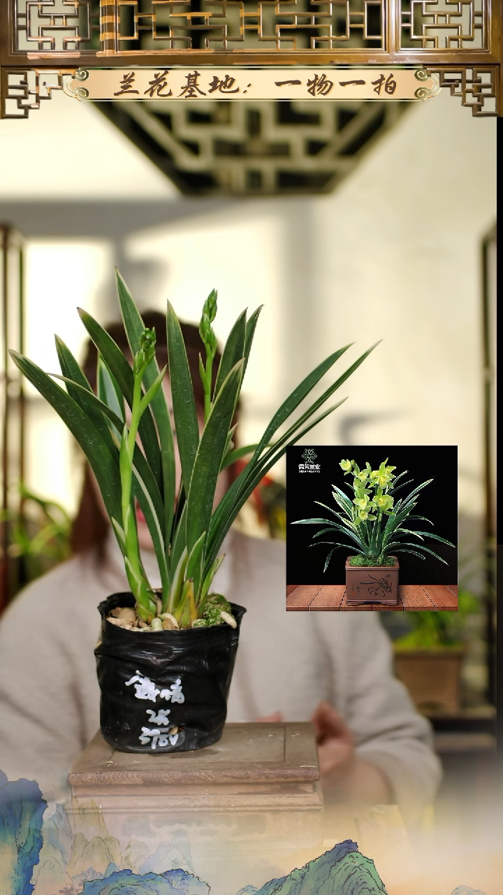 全部花苞金凤冠2花苞