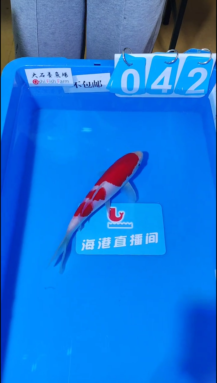 锦鲤12.19海港进口锦鲤42号不包邮