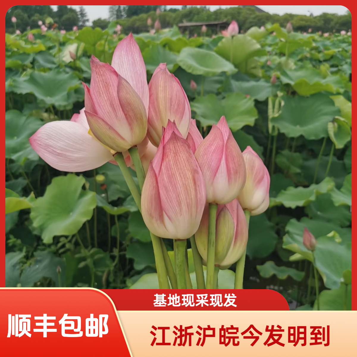 荷花同城配送 基地现采现发 顺丰包邮 江浙沪皖今发明到