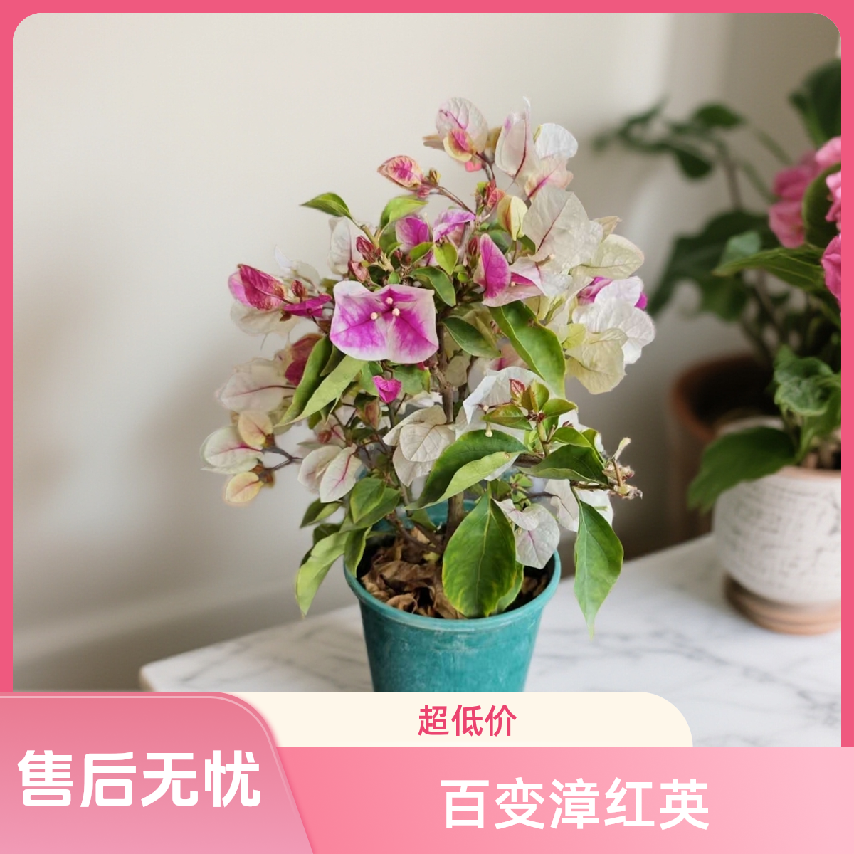 【漳红樱】三角梅一物一拍当天发货 原盆原土带花四季开花好养勤花