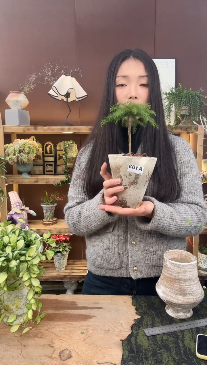 以实际为准南洋杉加盆一套103