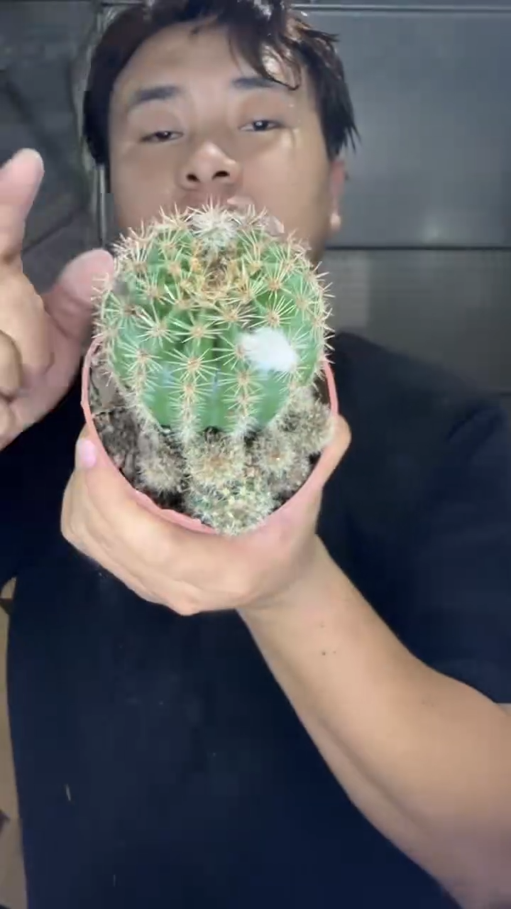 6颗 实生根 席克氏彩草 4-6cm