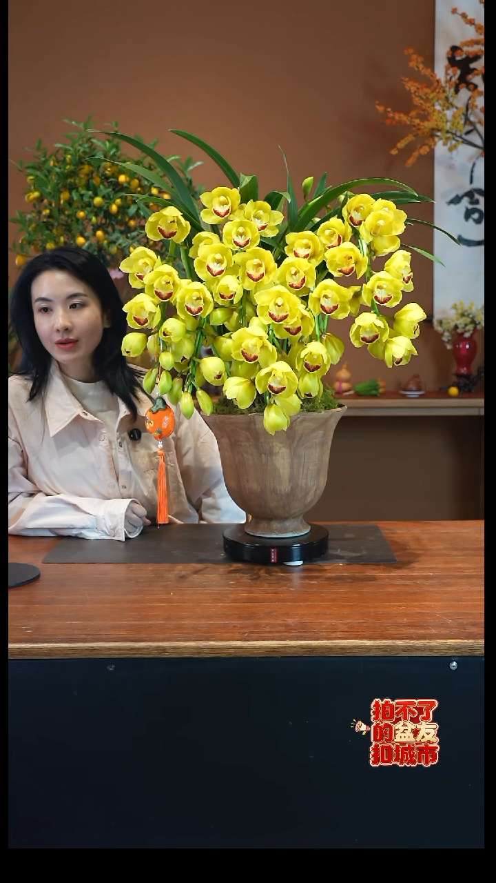 全部花朵黄金岁月盆景盆景盆景