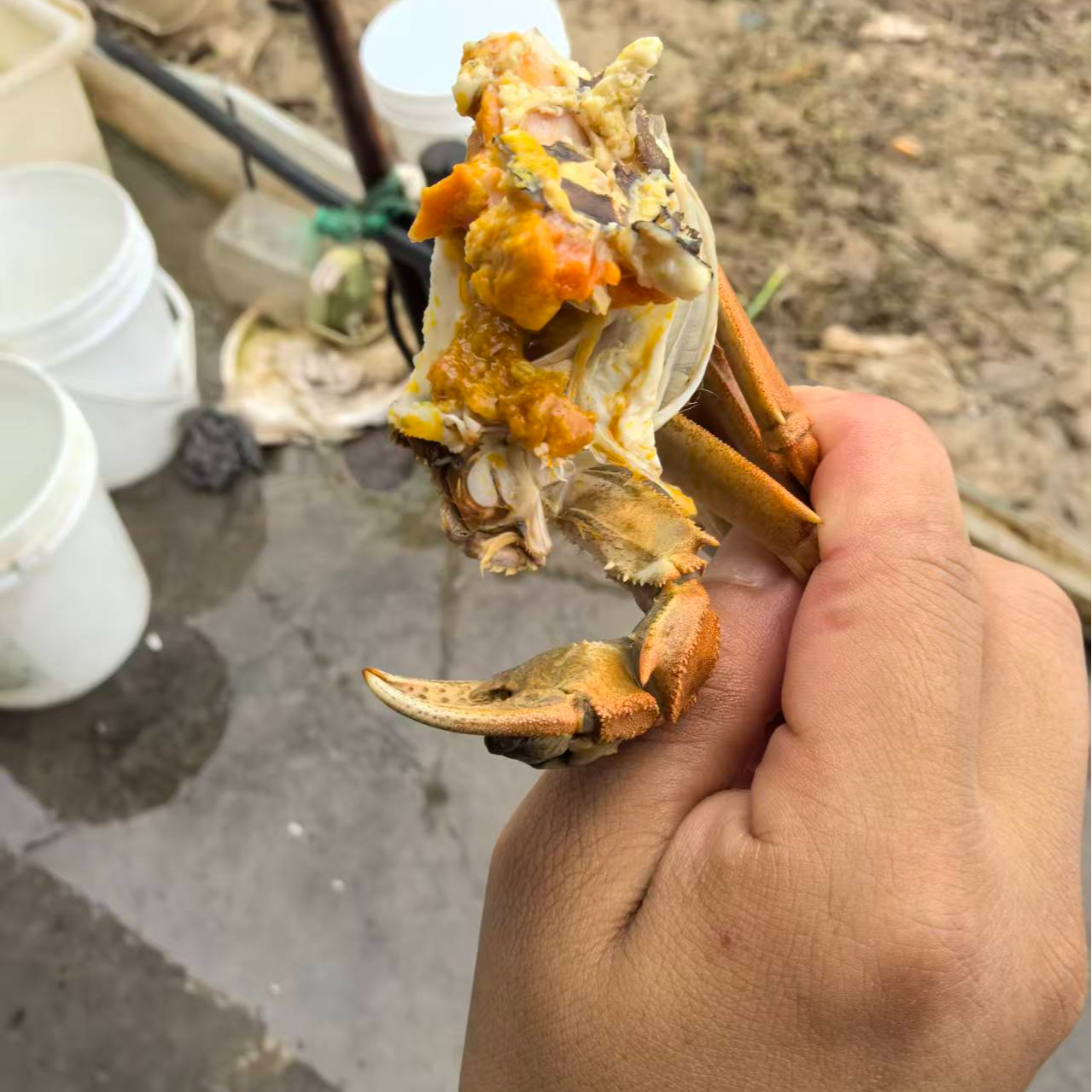 活蟹-大闸蟹-母蟹2.3-2.7两   10只装