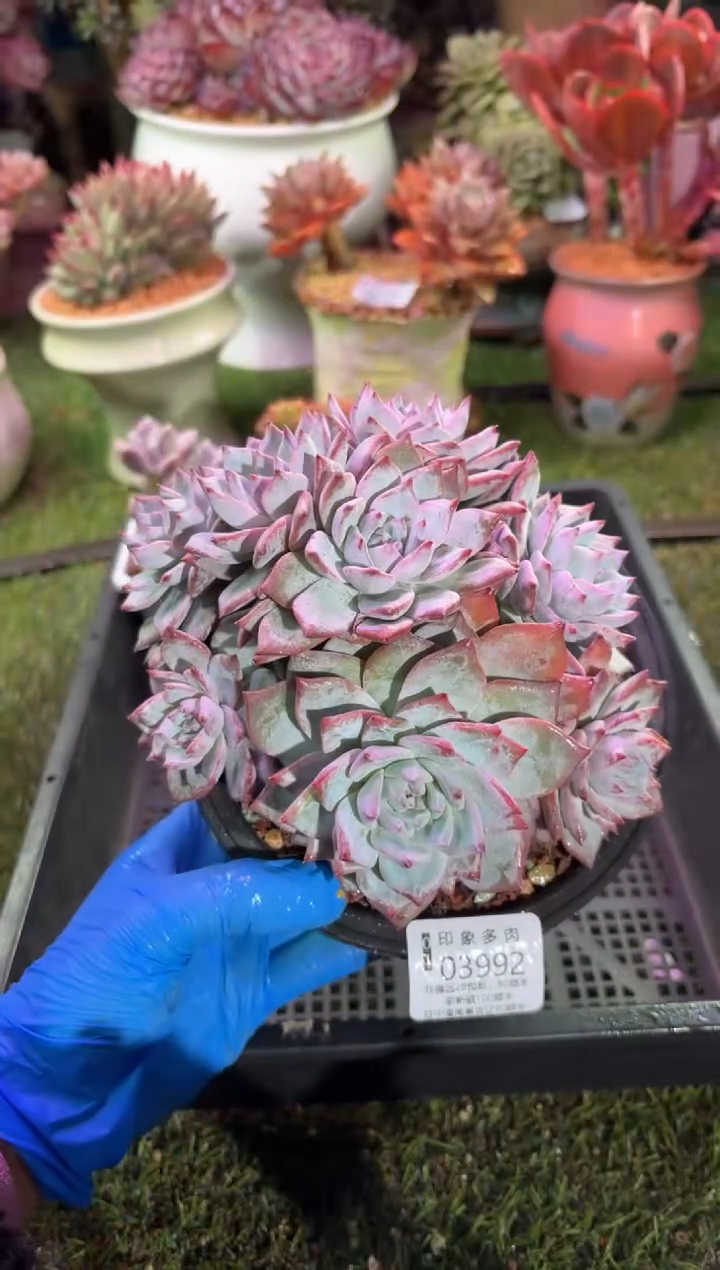 【闪购商品】03992