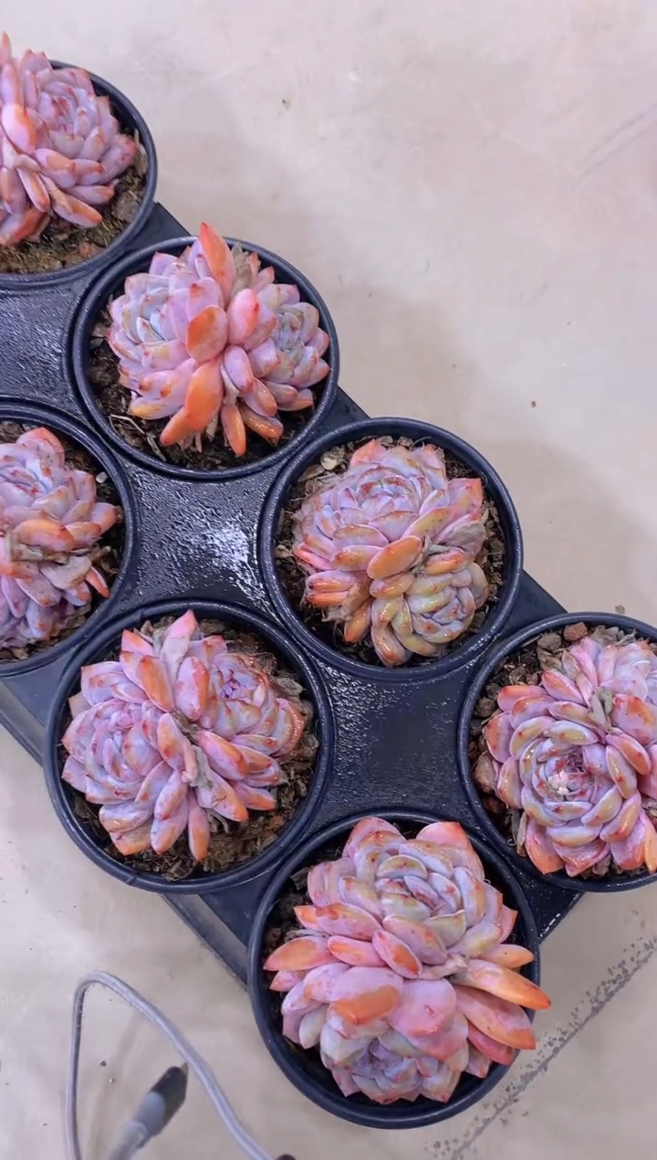 【闪购商品】D600-双头橙梦露母本脱土发（量拍）