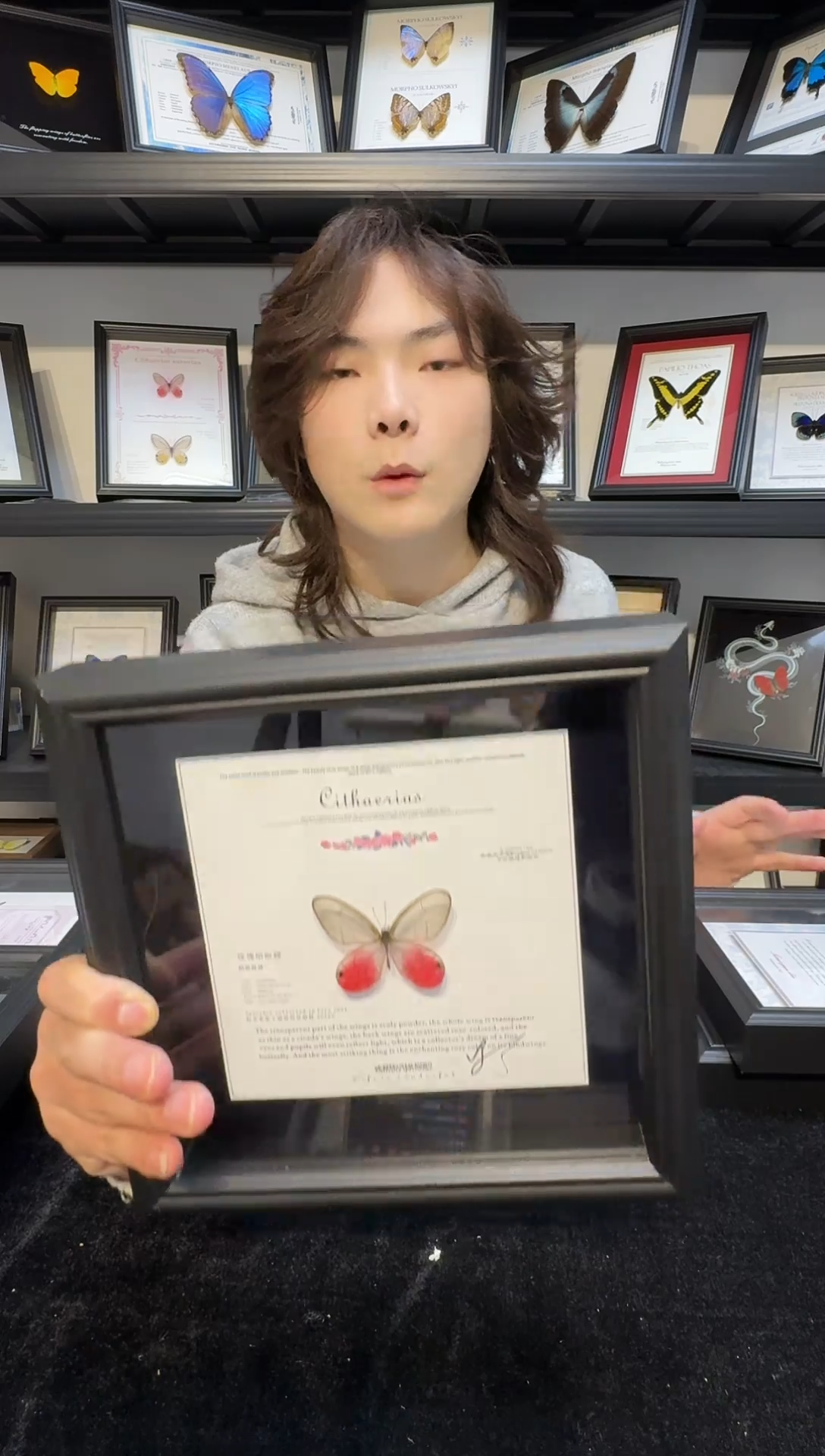 玻璃真实蝴蝶标本