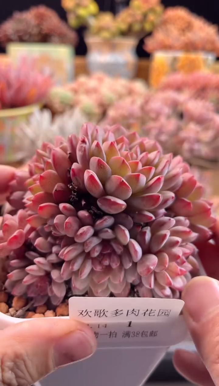 【闪购商品】2.14-1鲁冰