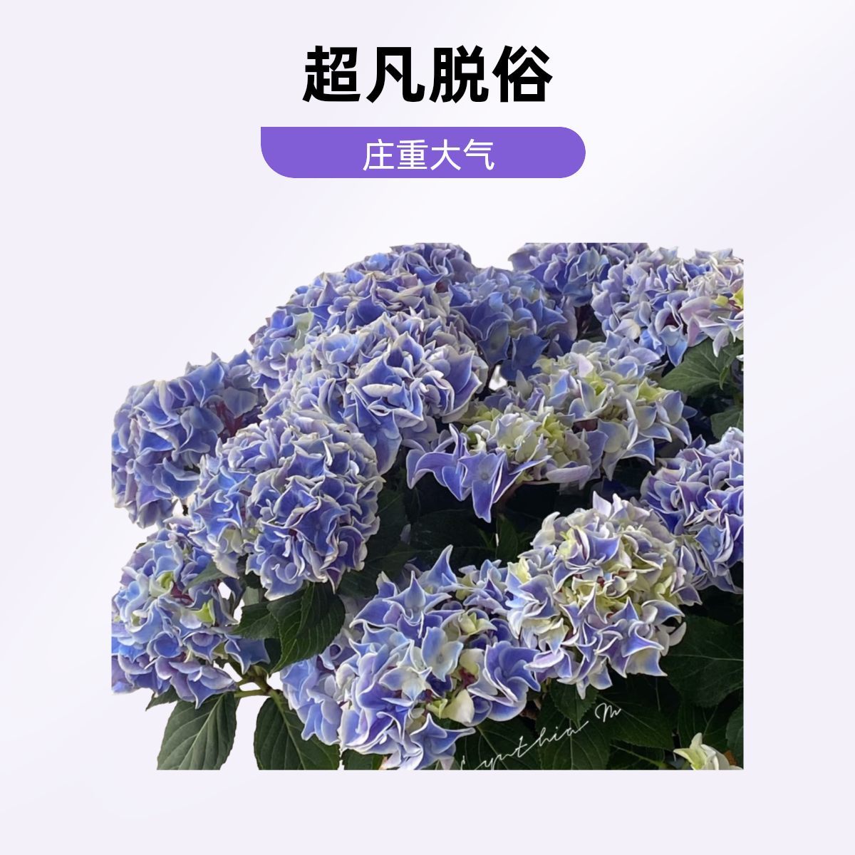 【大型精品绣球】大型精品大花绣球盆栽绣球露天苗别墅庭院工程款