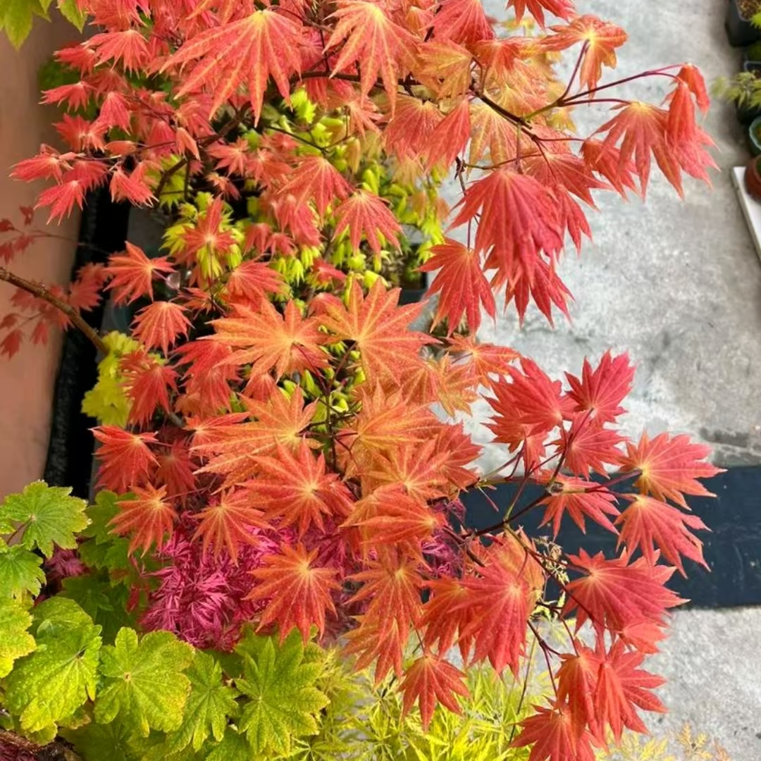 金隐月升秋月泰勒祖母精灵彩枫品种枫树盆栽地栽