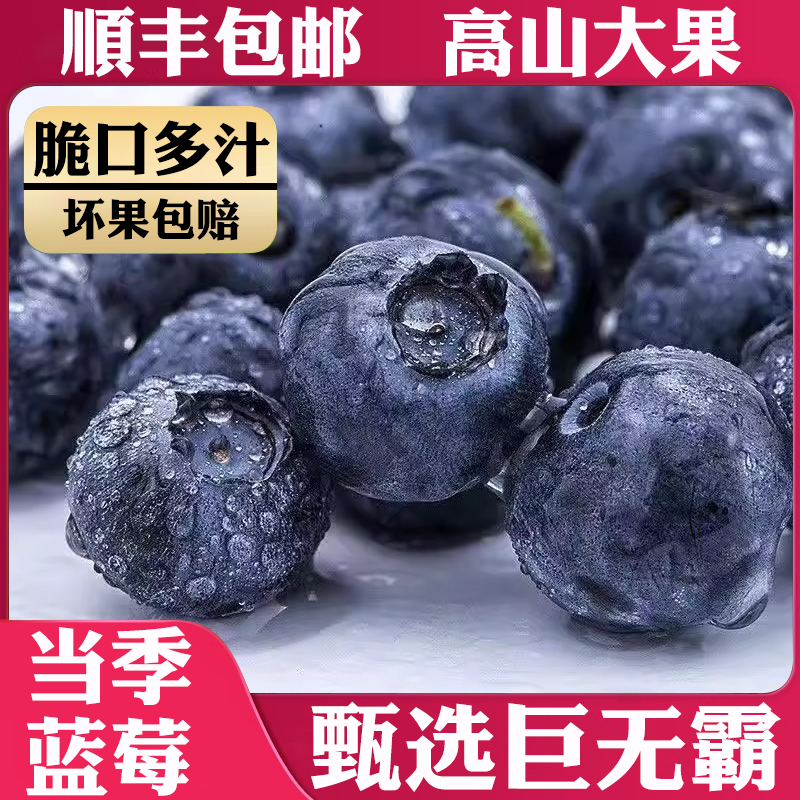 云南蓝莓鲜果特大礼盒当季高山当季花香新鲜水果孕妇大颗蓝梅整箱