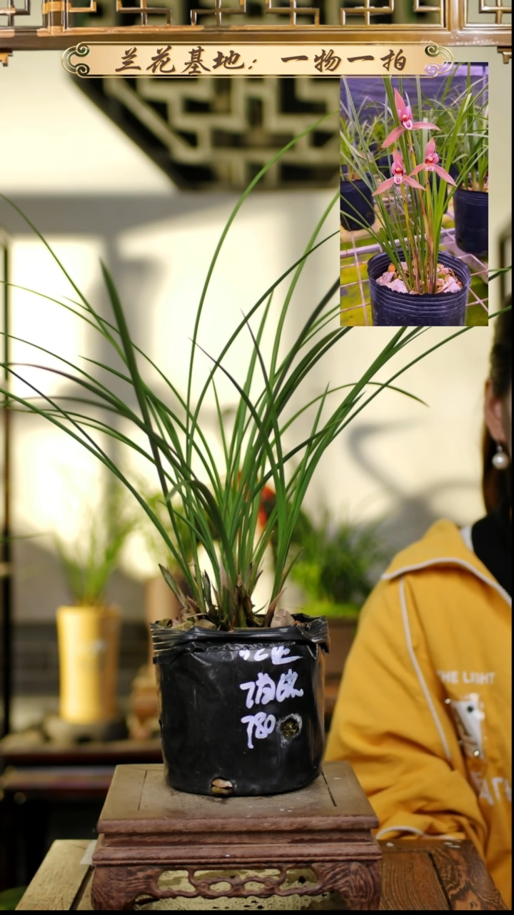 完全开放春兰红豆