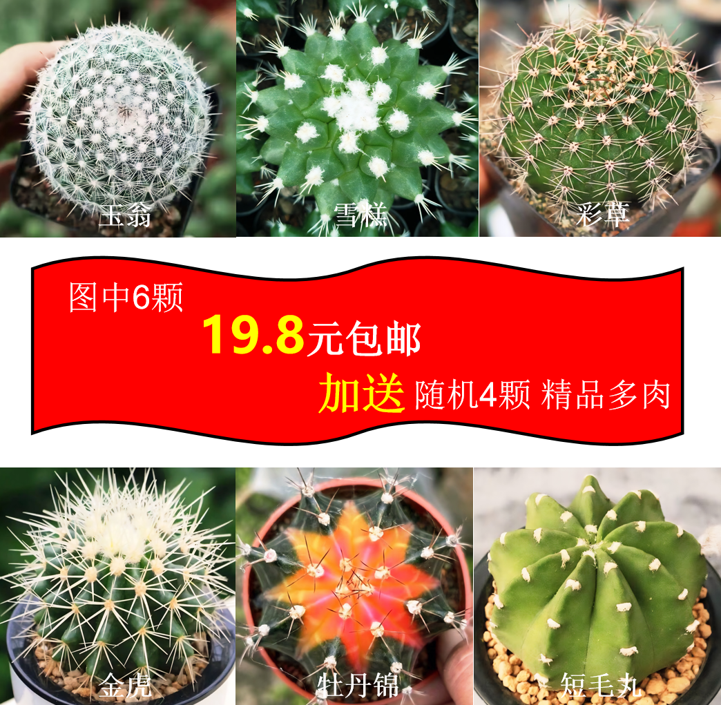 仙人球球稀有精品雪糕短毛丸开花套餐植物室内办公室绿植