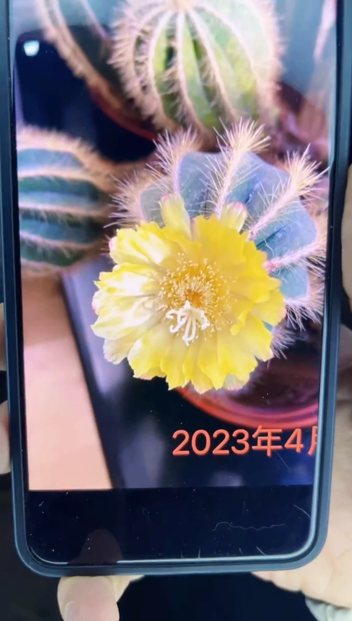 【闪购商品】大 银冠群生 20-25cm