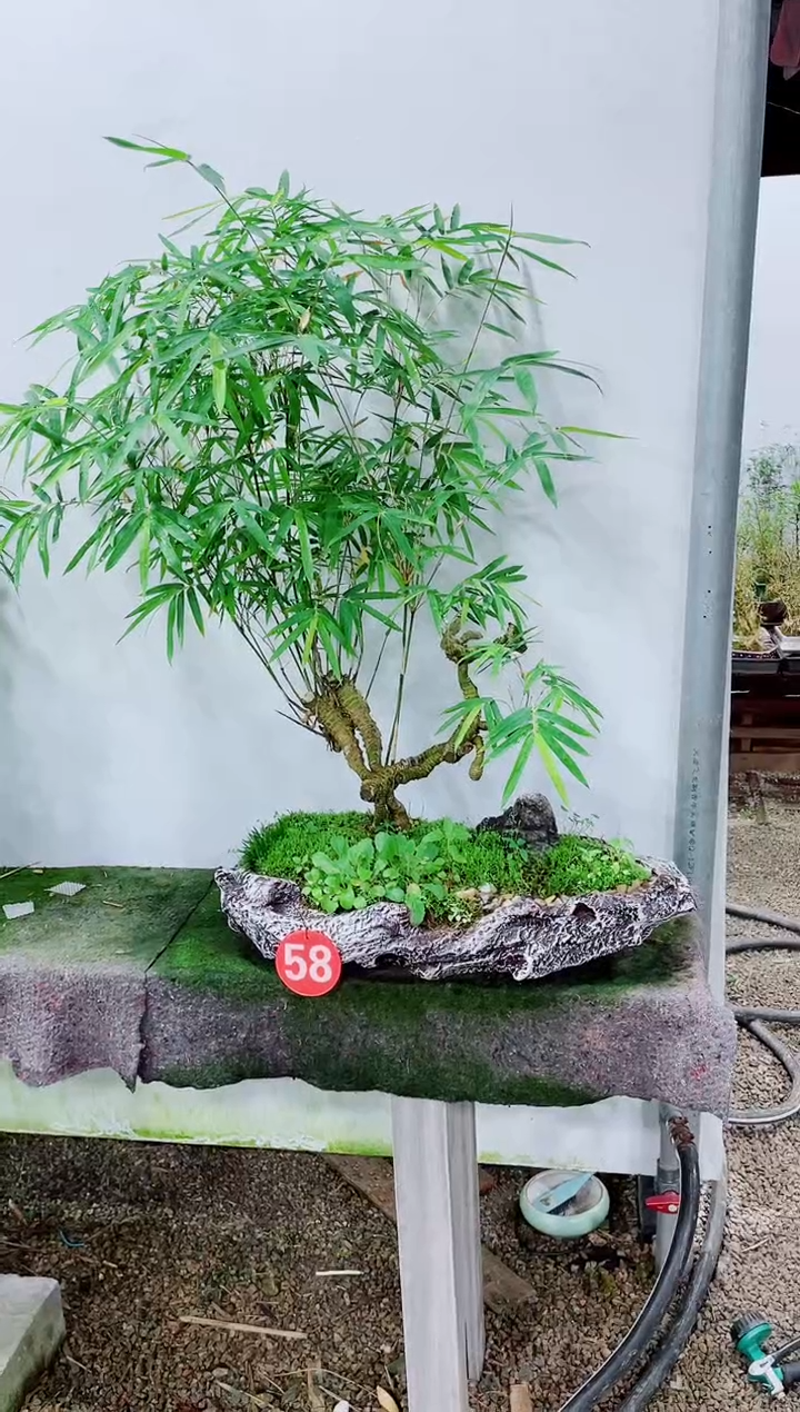 【闪购商品】竹子盆景竹子盆景